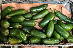 How To Grow Jalapeños