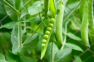 How To Grow Peas