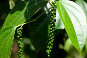 How To Grow Peppers From Seeds