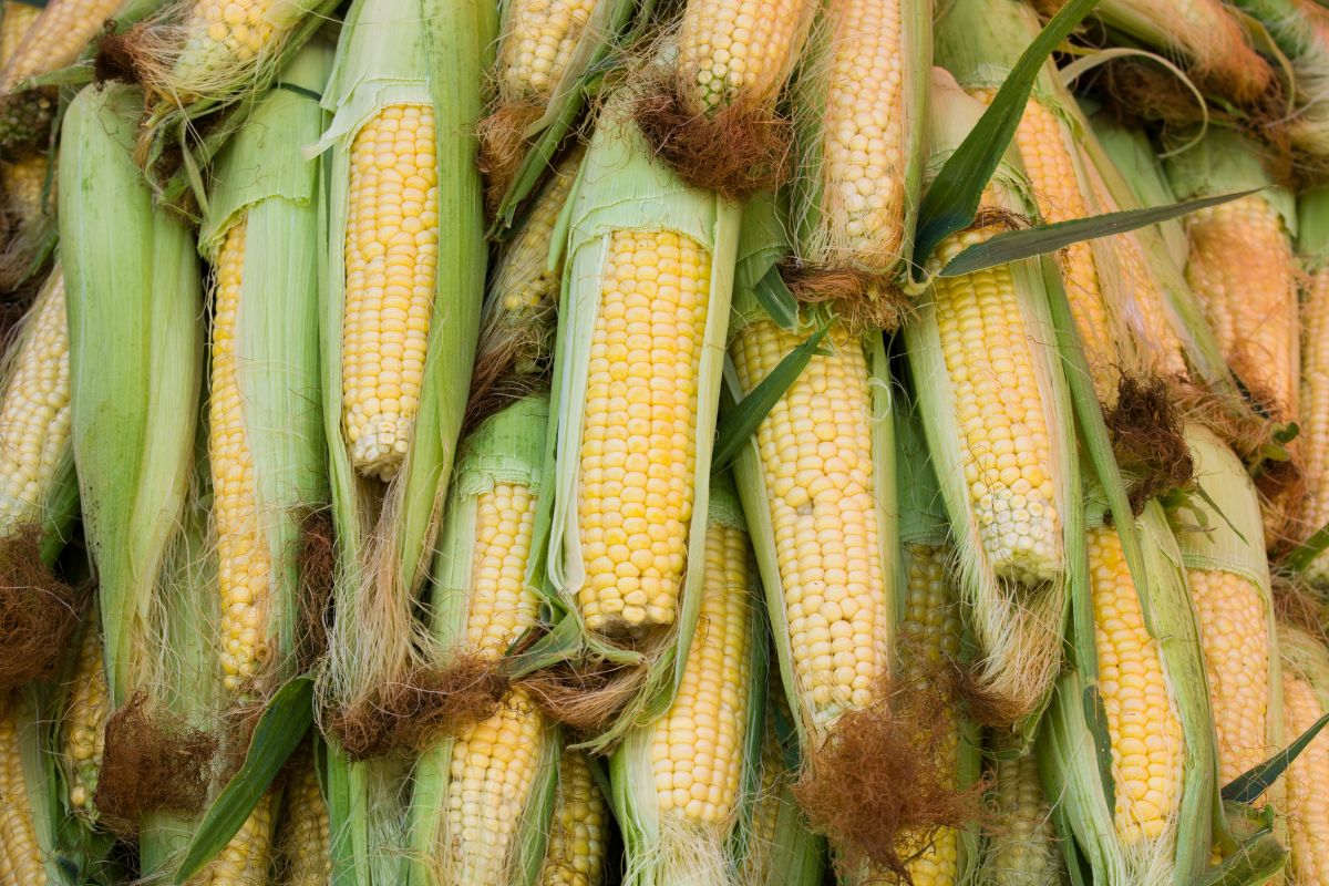 how-many-ears-of-corn-per-stalk-z-trim