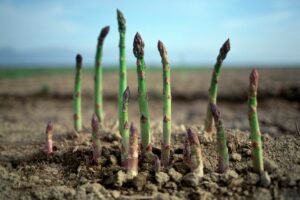 How-To-Grow-Asparagus-From-Seed-1