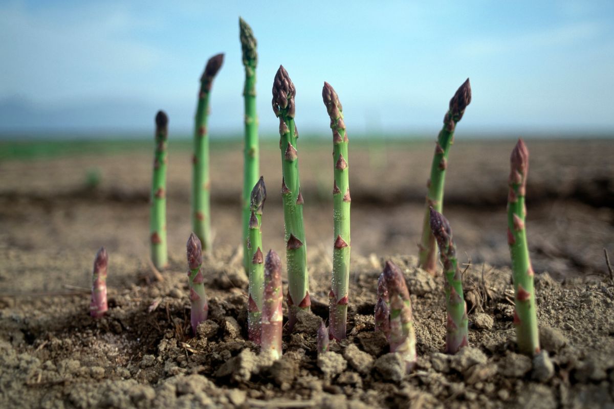 How To Grow Asparagus From Seed