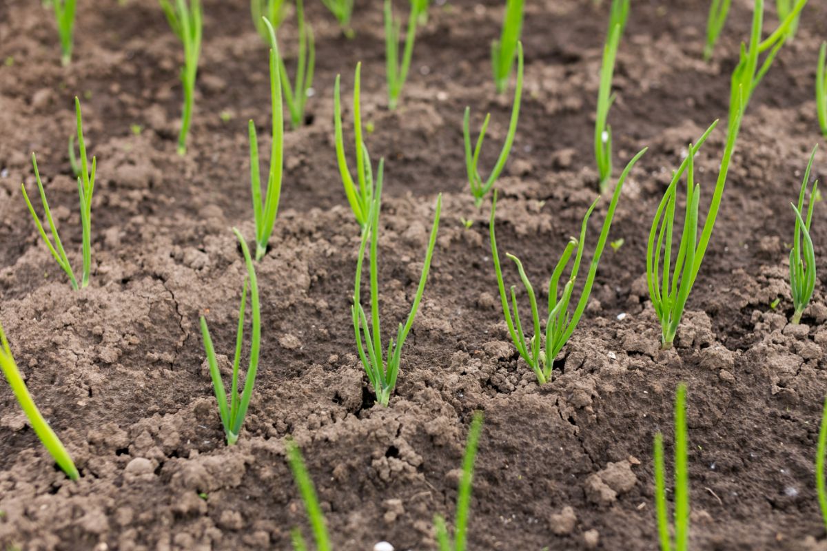 How To Grow Green Onions