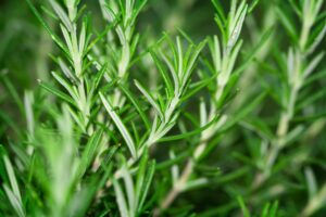 How To Grow Rosemary From Cuttings