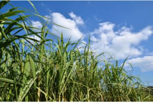 How To Grow Sugar Cane