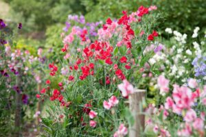 How-To-Grow-Sweet-Peas