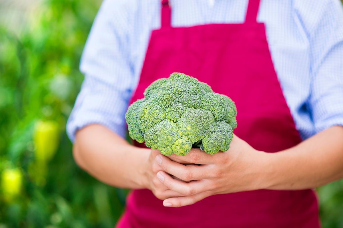 How To Harvest Broccoli