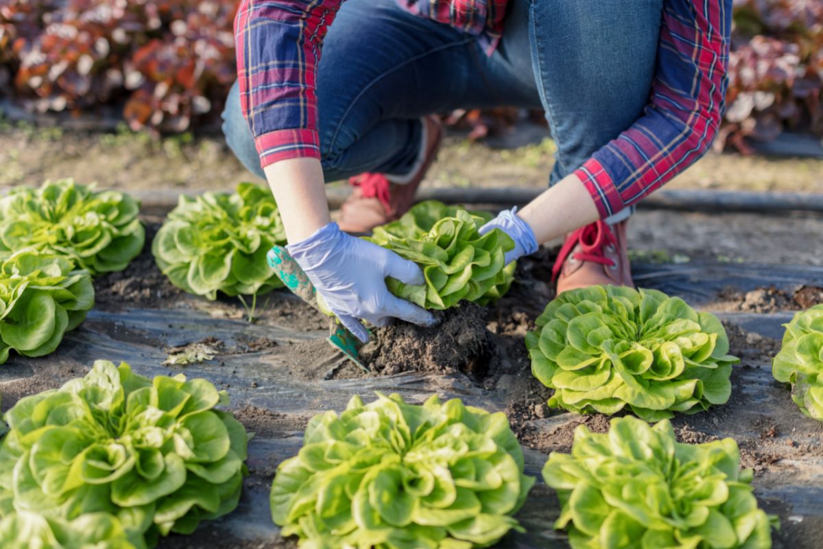 How To Harvest Lettuce