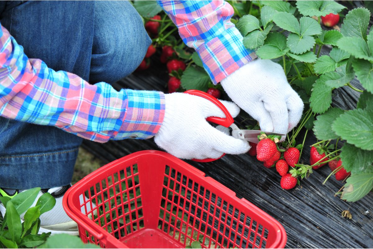 How to Grow Strawberries From Seeds