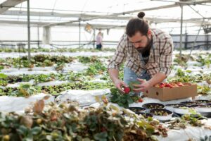 How to Grow Strawberries From Seeds